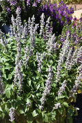 Salvia Blue Chill - 4.33" Premium Annual
