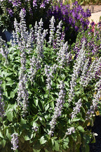 Salvia Blue Chill - 4.33" Premium Annual