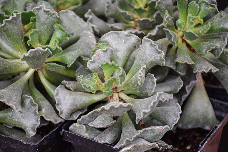 Adromischus cristatus - 2.5" Succulent