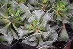 Adromischus cristatus - 2.5" Succulent