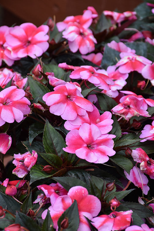 SunPatiens Red Candy - 4.33" Premium Annual