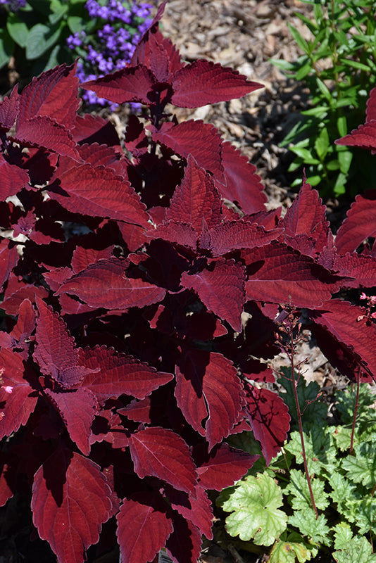 Coleus Beale Street - 4.33" Premium Annual