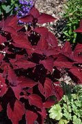 Coleus Beale Street - 4.33" Premium Annual