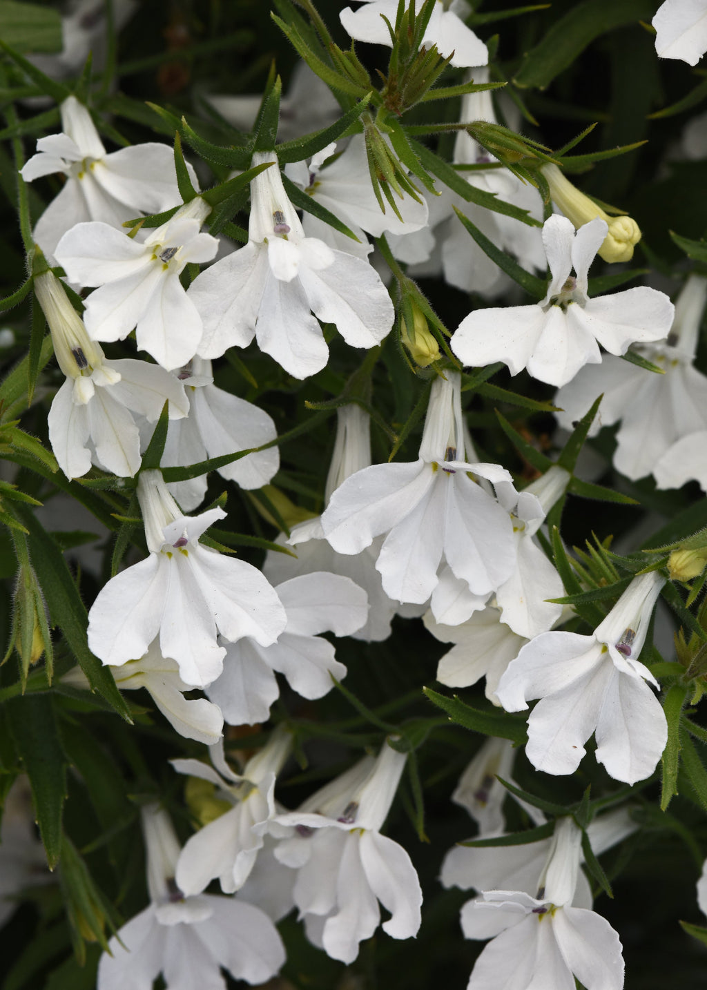 Lobelia Heatopia White - 4.33" Premium Annual