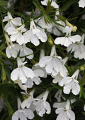 Lobelia Heatopia White - 4.33" Premium Annual