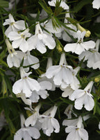 Lobelia Heatopia White - 4.33" Premium Annual