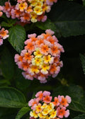 Lantana Shamrock Peach - 4.33" Premium Annual