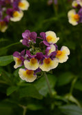 Nemesia SunGlow Yellow Bicolor - 4.33" Premium Annual