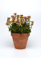 Nemesia SunGlow Yellow Bicolor - 4.33" Premium Annual
