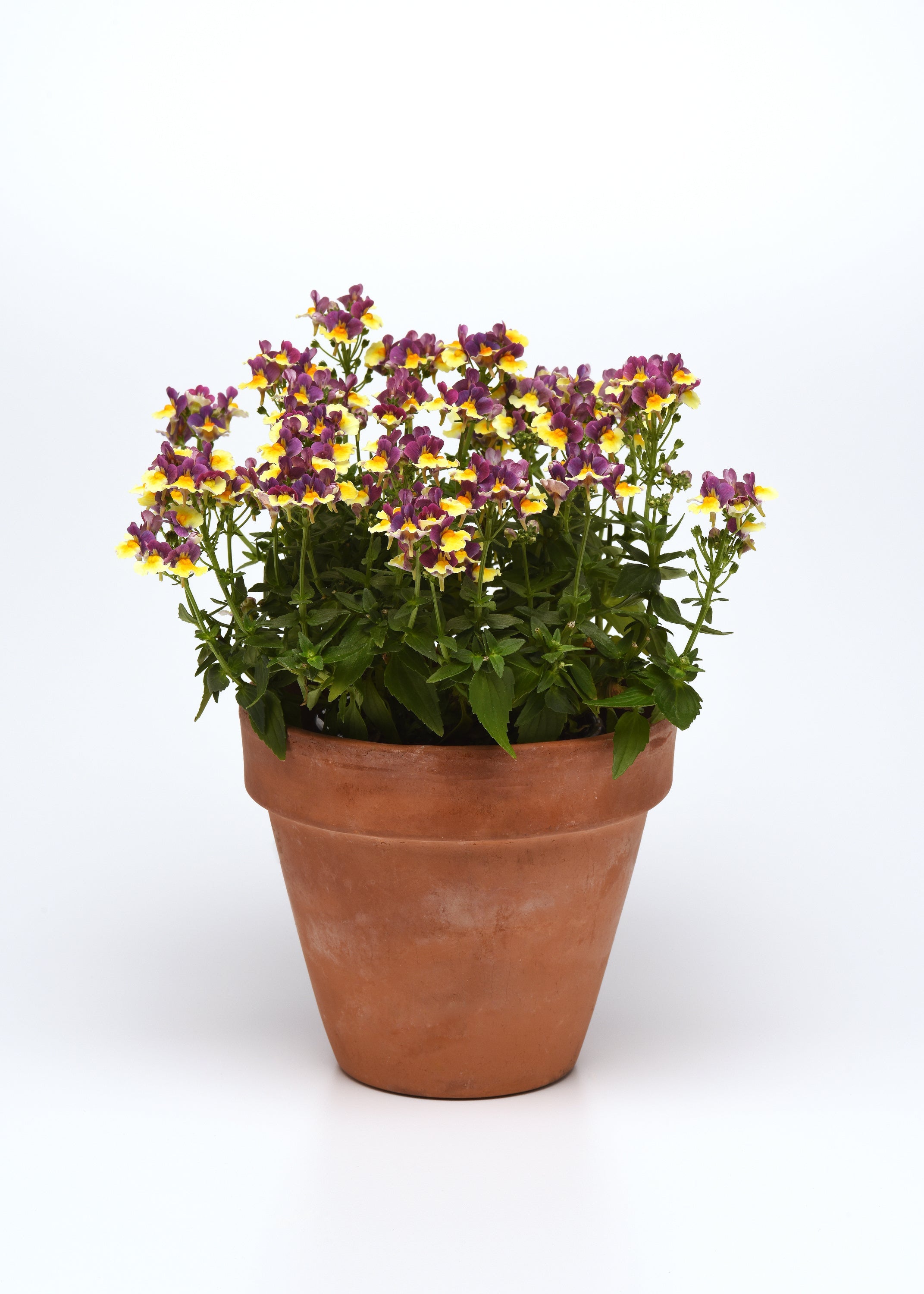 Nemesia SunGlow Yellow Bicolor - 4.33" Premium Annual