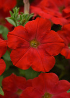 Petunia Starlet Red - 4.33" Premium Annual