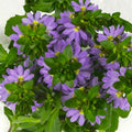 Scaevola Scala Blue Bird - 4.33" Premium Annual