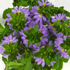 Scaevola Scala Blue Bird - 4.33" Premium Annual