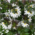 Scaevola Scala White Dove - 4.33" Premium Annual