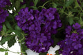 Verbena Empress Flair Cobalt Blue - 4.33" Premium Annual