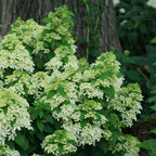 Quick Fire Fab® Panicle Hydrangea (HYDRANGEA P QUICK FIRE FAB) - 3 gallon