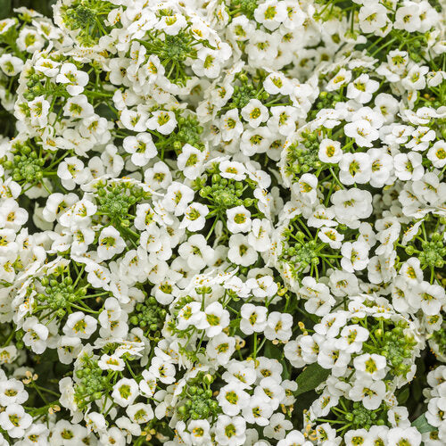 Lobularia White Knight - 4.25" Proven Winners Annual