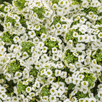 Lobularia White Knight - 4.25" Proven Winners Annual