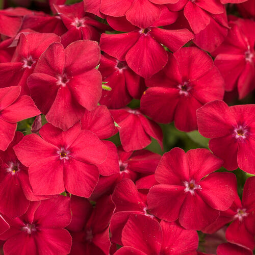 Phlox Southern Blaze Red Hot - 4.25" Proven Winners Annual