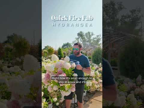 Quick Fire Fab® Panicle Hydrangea (HYDRANGEA P QUICK FIRE FAB) - 3 gallon