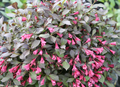 Midnight Wine Shine® Weigela (WEIGELA MIDNIGHT WINE SHINE) - 3 gallon 12"