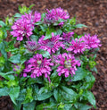 Pocahontas Purple Rose Bee Balm (MONARDA POCAHONTAS PURPLE ROSE) - 1 gallon