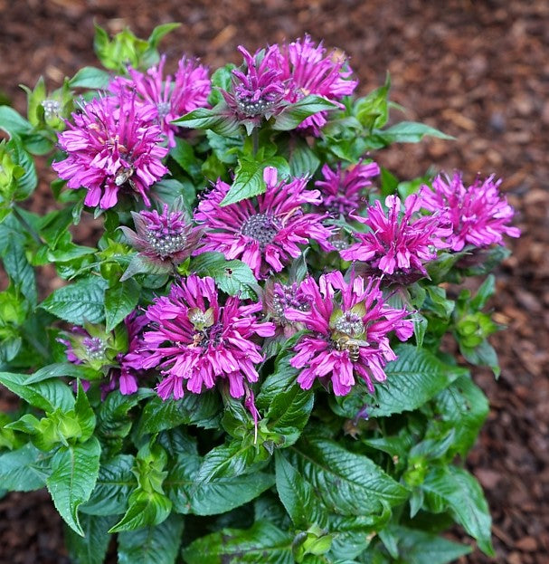 Pocahontas Purple Rose Bee Balm (MONARDA POCAHONTAS PURPLE ROSE) - 1 gallon