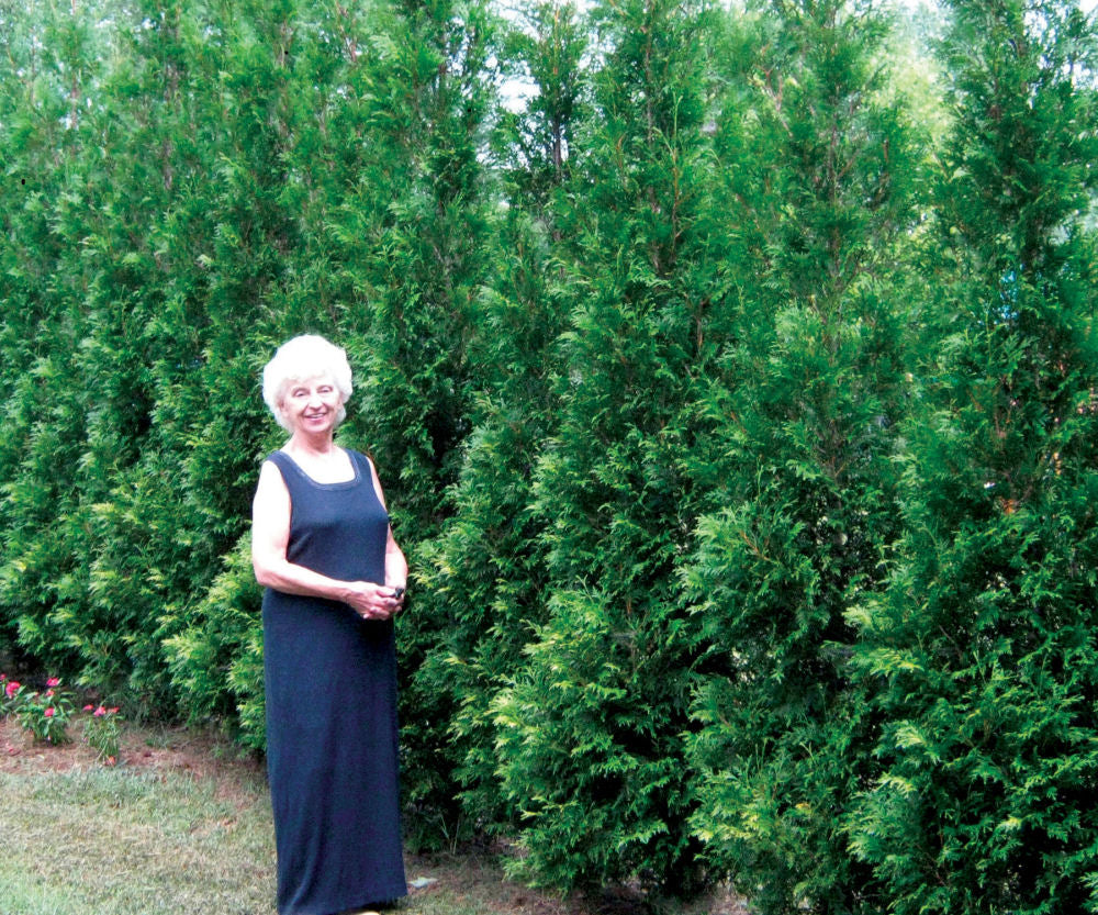 THUJA O. FULL SPD A HEDGE® AM. PILLAR G1