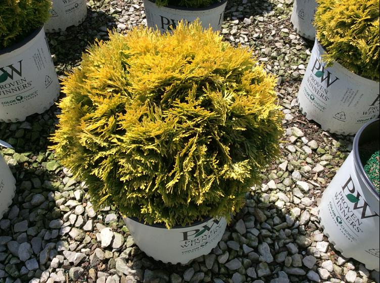 Anna's Magic Ball® Arborvitae (THUJA OCC. ANNAS MAGIC BALL)