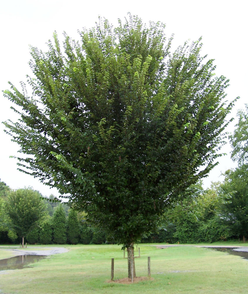ULMUS A. 'PRINCETON'  G3