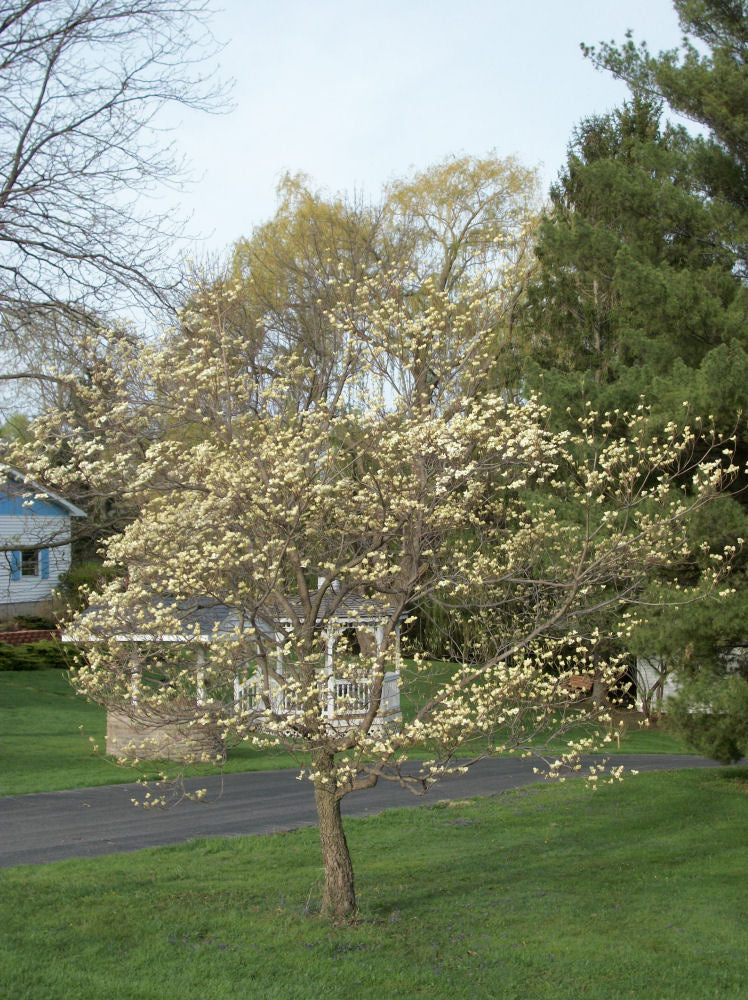 CORNUS FLORIDA  G3 AB