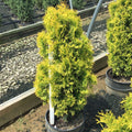 Jantar arborvitae (THUJA OCC. JANTAR) - 1 gallon