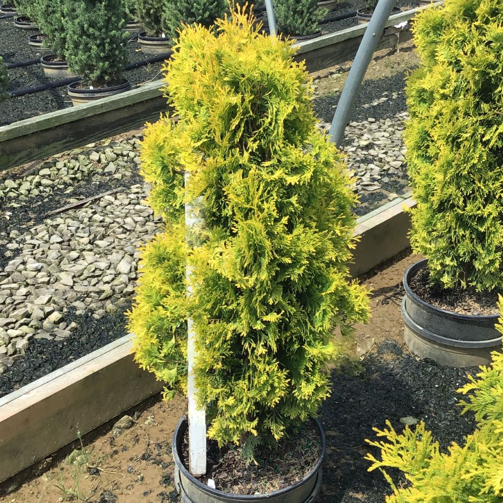 THUJA OCC. JANTAR  G1