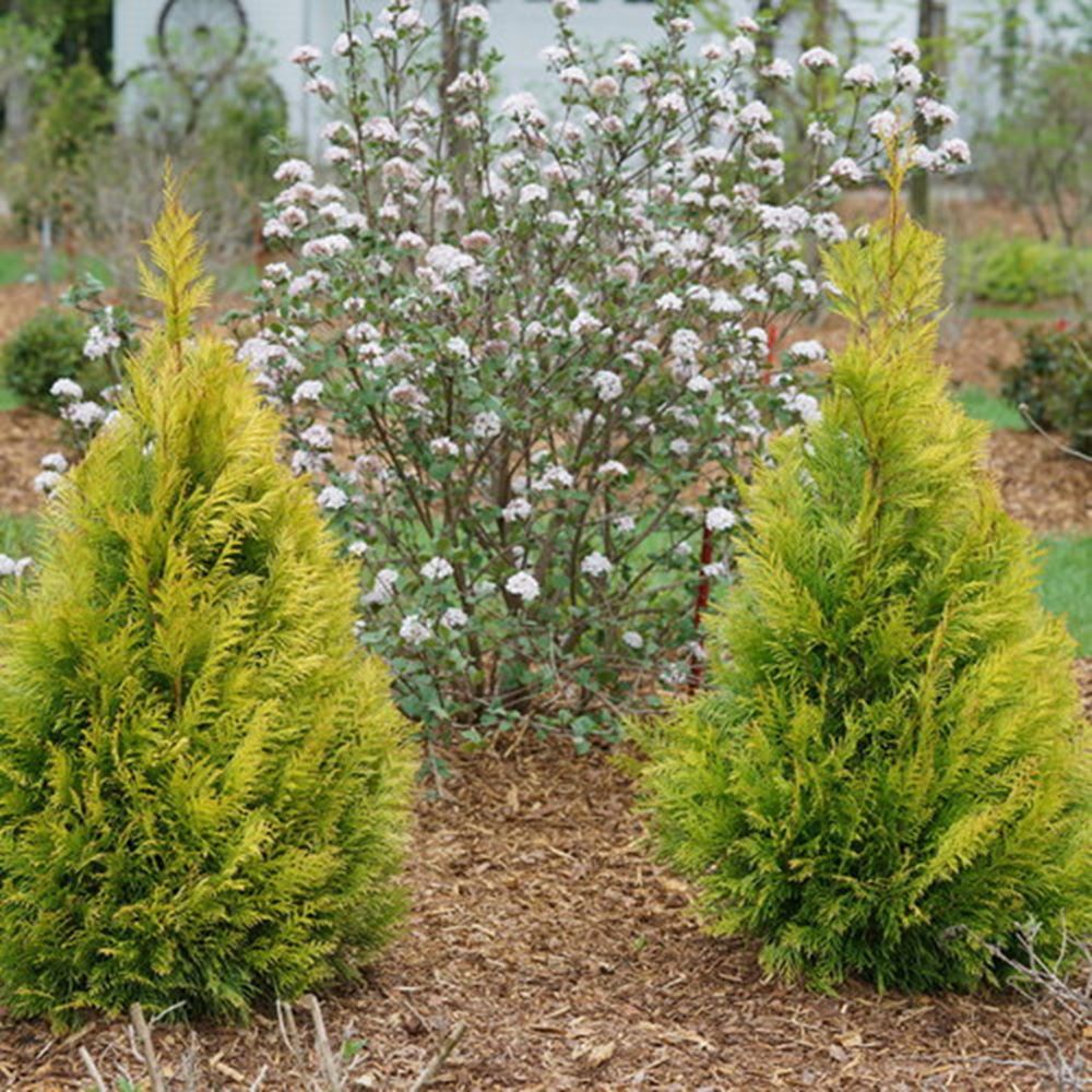 Fluffy® Western Arborvitae (THUJA PLICATA FLUFFY)