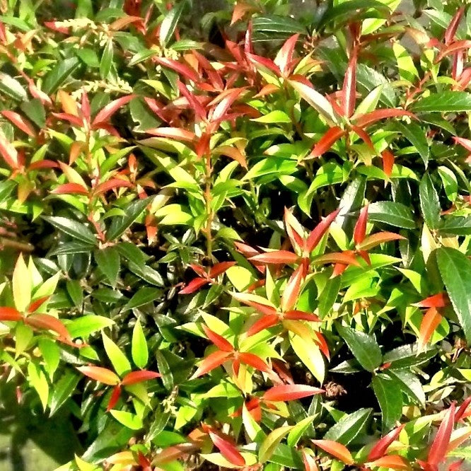 Leocothoe Rejoyce (LEUCOTHOE REJOYCE)