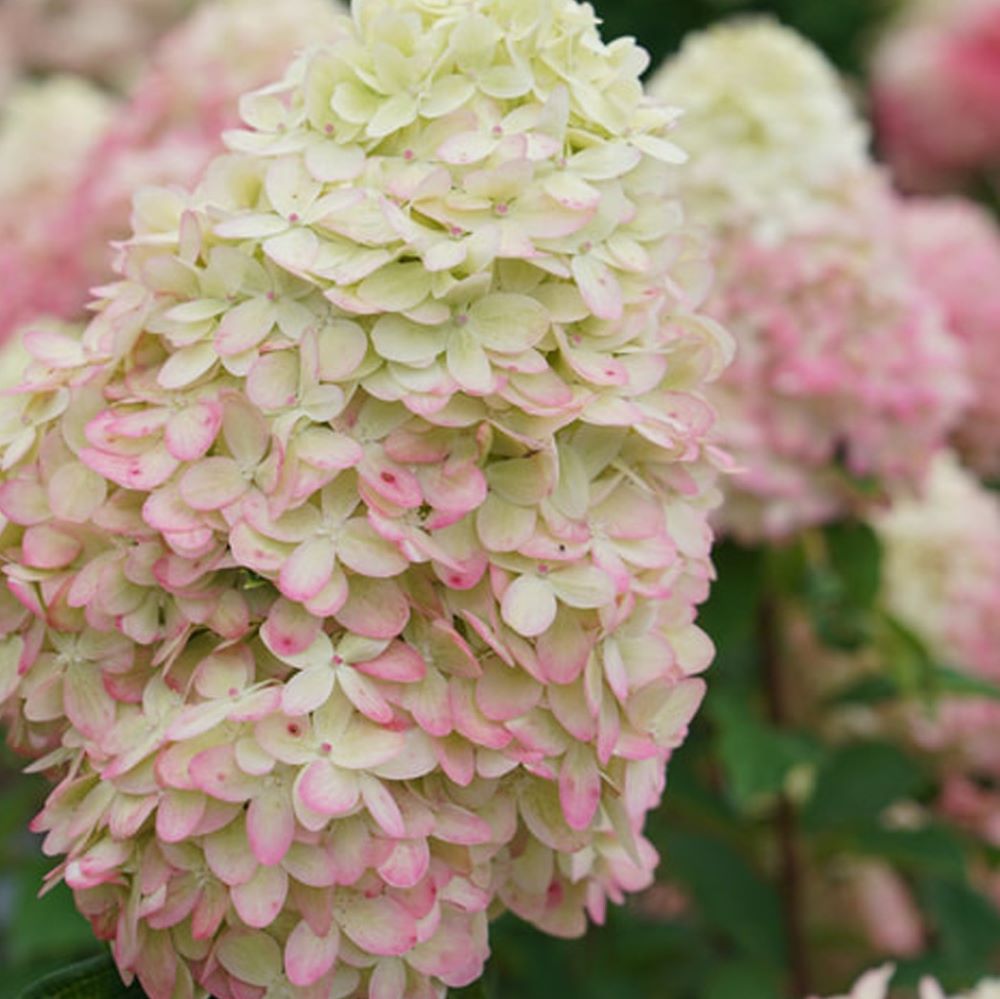Limelight Prime® Panicle Hydrangea (HYDRANGEA P LIMELIGHT PRIME)
