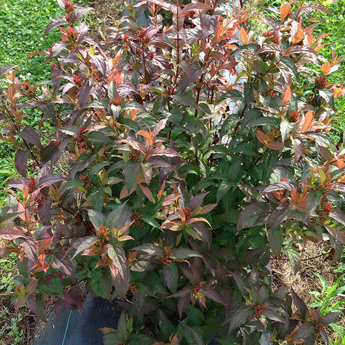 DIERVILLA S. 'KODIAK® RED' G3 12"  PW
