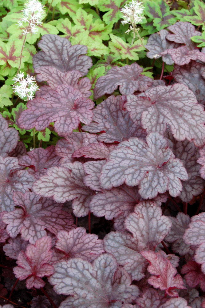 Plum Pudding™ Coral Bells (HEUCHERA PLUM PUDDING) - 1 gallon