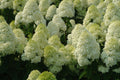 'Limelight' Panicle Hydrangea (HYDRANGEA P LIMELIGHT) - 3 gallon