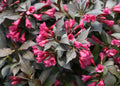 Spilled Wine® Weigela (WEIGELA SPILLED WINE) - 3 gallon 15"
