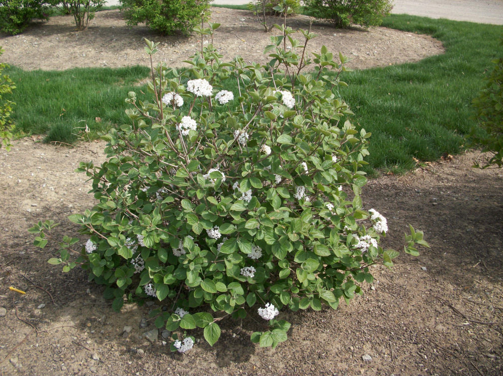 Korean Spice Viburnum (VIBURNUM CARLESII) - 3 gallon 18"