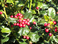 China Girl™ Broadleaf Holly (ILEX X MES. CHINA GIRL) - 3 gallon 15"