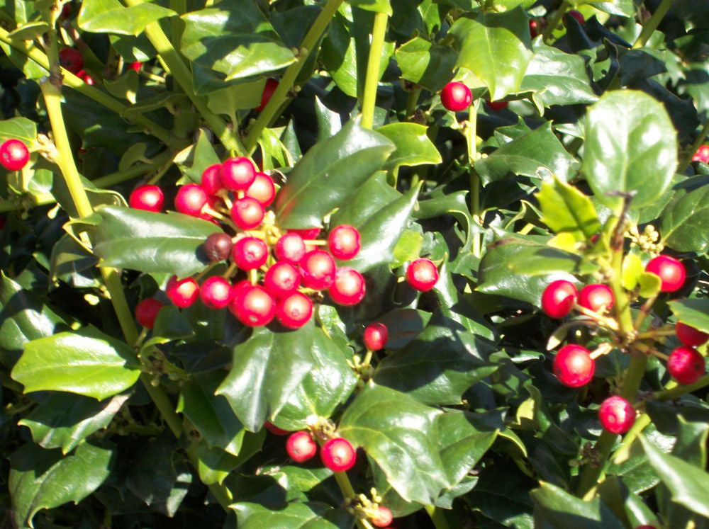 China Girl™ Broadleaf Holly (ILEX X MES. CHINA GIRL) - 3 gallon 15"