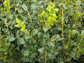 China Boy™ Meserve Holly (ILEX X MES. CHINA BOY) - 3 gallon 15"