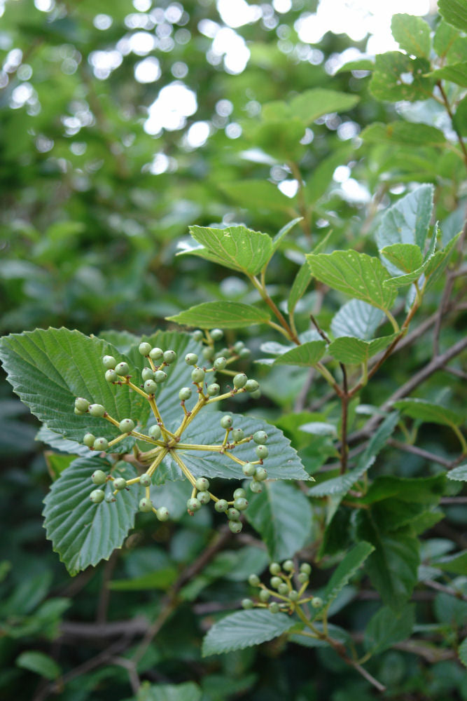 Chicago Lustre™ Viburnum (VIBURNUM DEN. CHICAGO LUSTRE) - 3 gallon 24"-30"