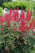 Fanal Astilbe (ASTILBE FANAL) - 1 gallon