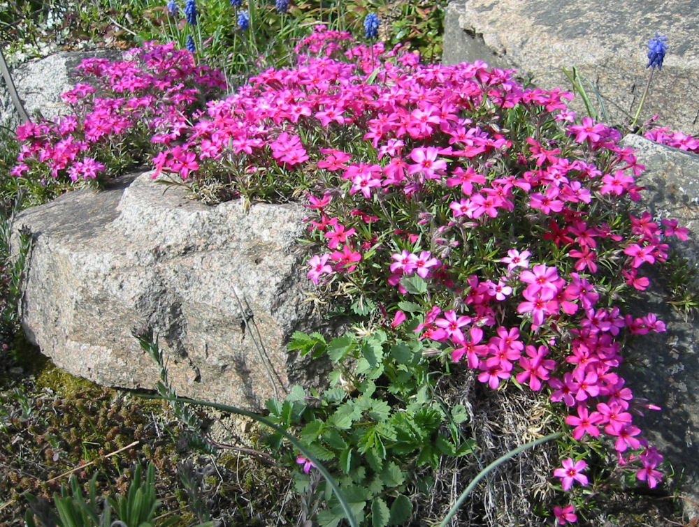 Scarlet Flame Creeping Phlox (PHLOX SUB. SCARLET FLAME) - 1 gallon