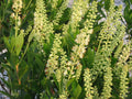 Sixteen Candles Dwarf Summersweet (CLETHRA AL. SIXTEEN CANDLES) - 3 gallon 15"