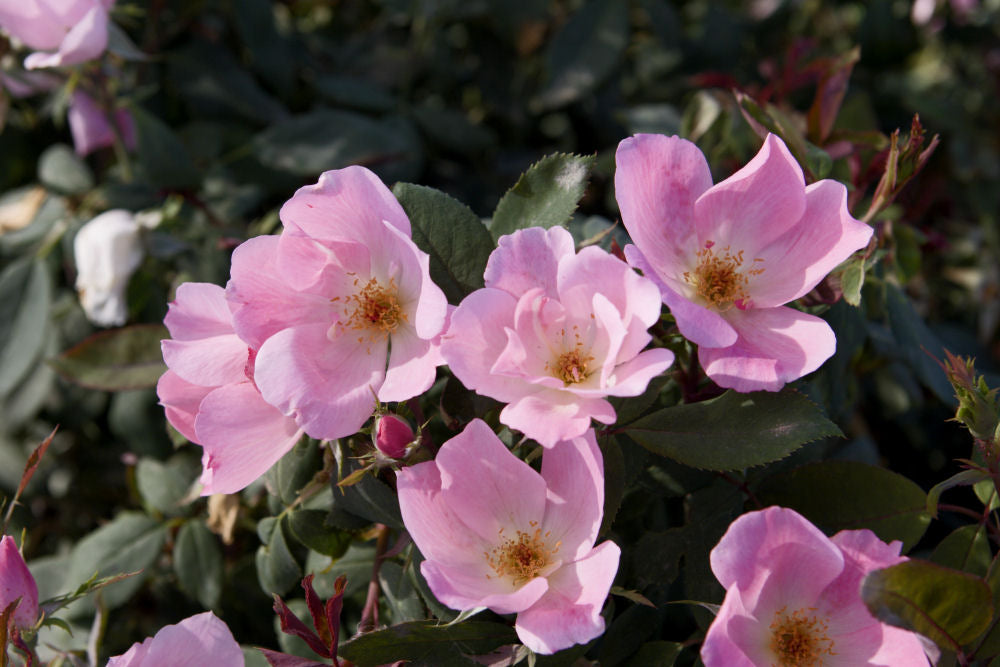 Blushing Knock Out® Rose (ROSE K.O. BLUSHING KNOCKOUT) - 1 gallon