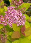 Double Play Big Bang® Spirea (SPIRAEA JAP. DBL PLAY BIG BANG) - 3 gallon 15"